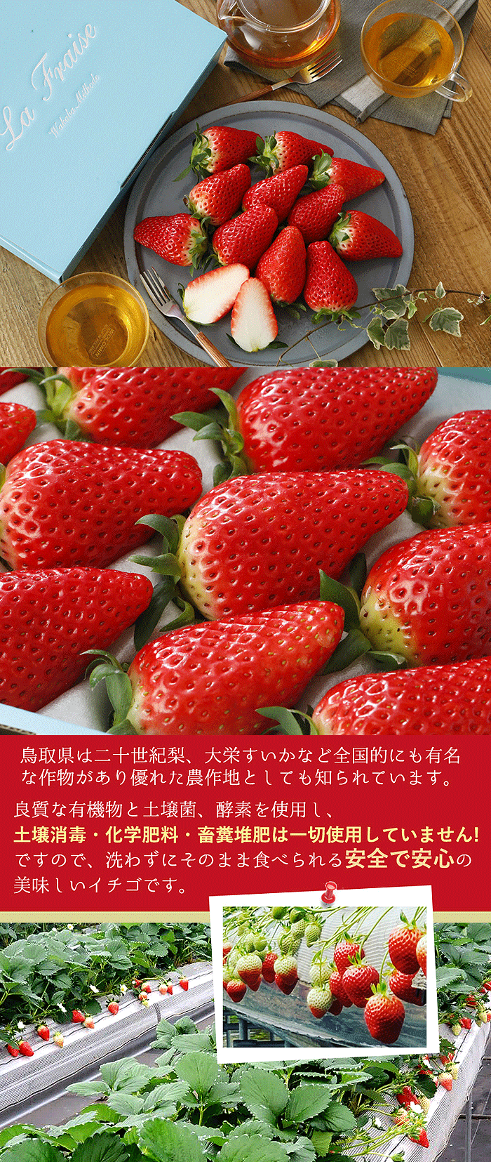 クリスマス限定　苺　章姫　赤果肉りんご見繕い3kg箱脱粒ぶどう付き 2621522-03.jpg