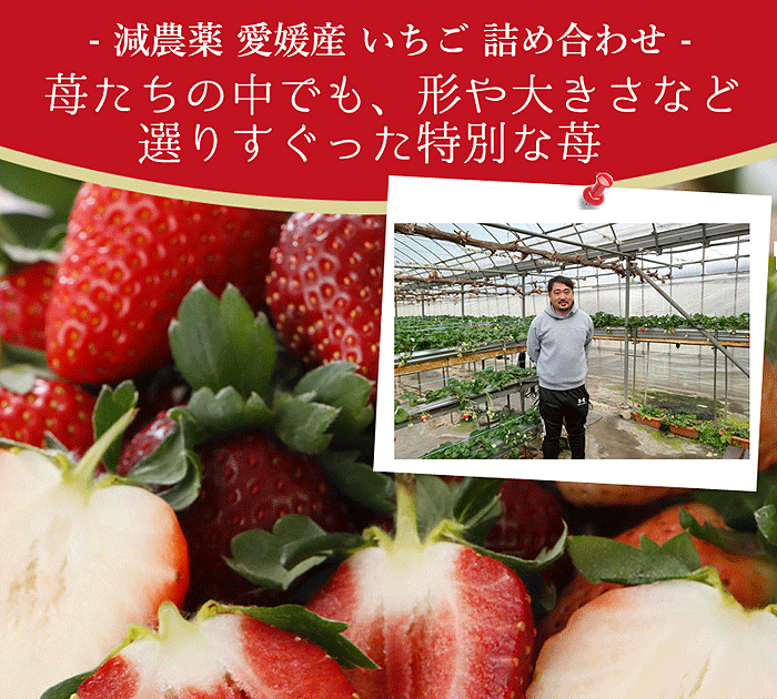 減農薬 愛媛産 黒 いちご 真紅の美鈴 400g 12〜18粒 化粧箱入 苺 減農薬 愛媛産 黒 いちご 真紅の美鈴 400g 12〜18粒 化粧箱入 苺