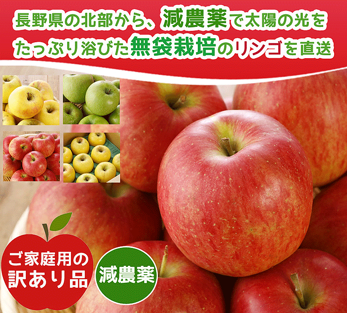 全額返金保証 減農薬 晩生品種 訳あり りんご 4.5kg サンふじ