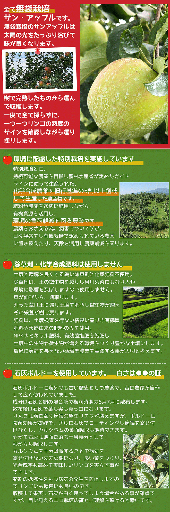リンゴ詳細画像