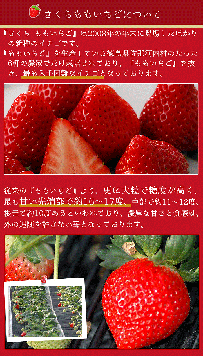 12月分予約 徳島産 さくらももいちご 4パック 約880g入 S10 