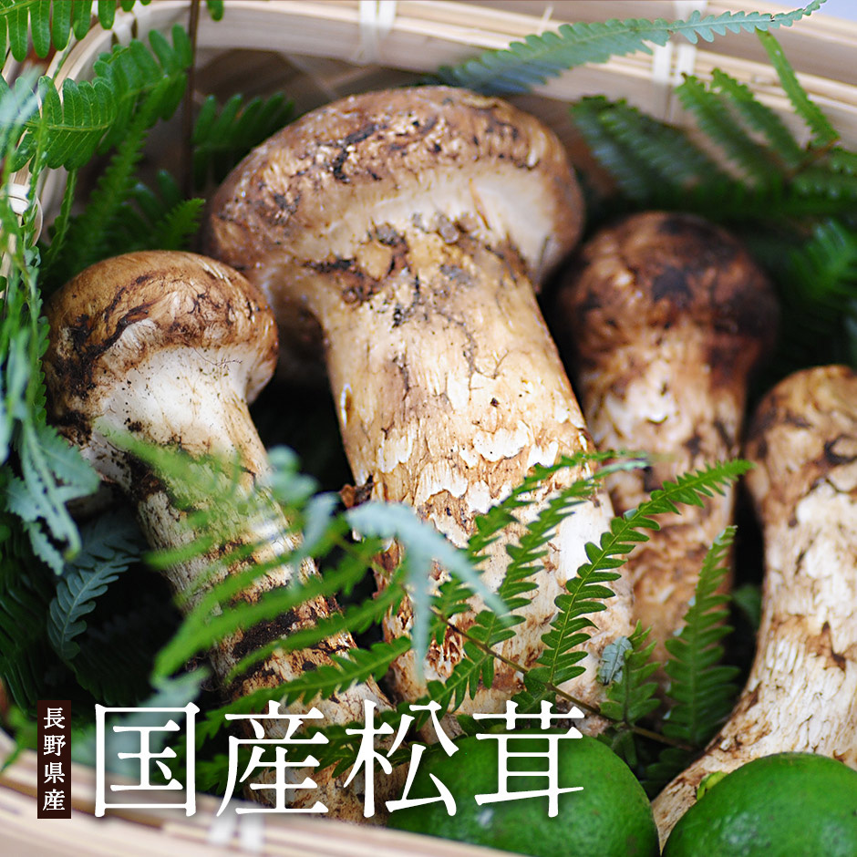 国産・長野県産天然松茸（つぼみ）