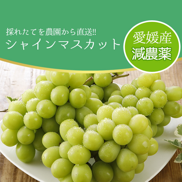 長野 シャインマスカット約4.5kg9〜11房