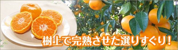 早津みかん園 Yahoo!店 - Yahoo!ショッピング