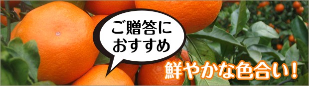 早津みかん園 Yahoo!店 - Yahoo!ショッピング 早津みかん園 Yahoo!店 - Yahoo!ショッピング