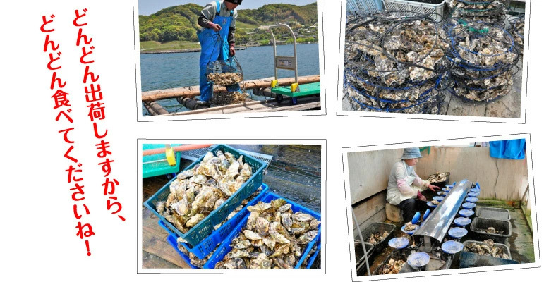 九十九島 殻付き岩牡蠣