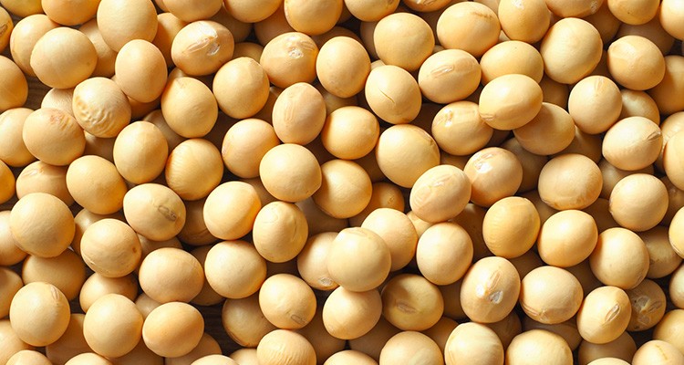 SOY PROTEIN
