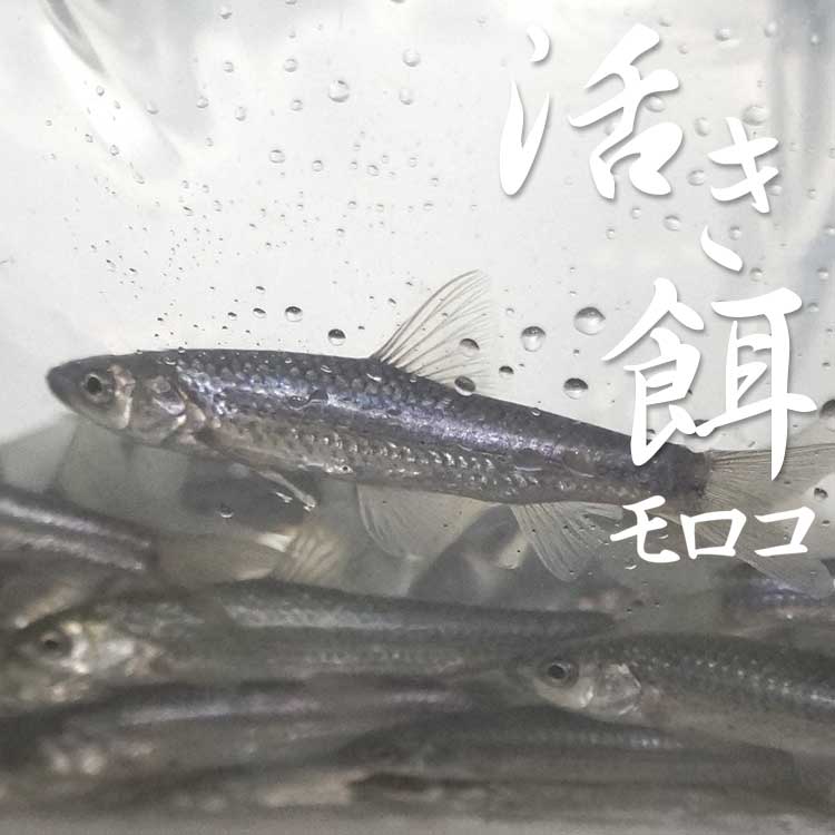 モロコ