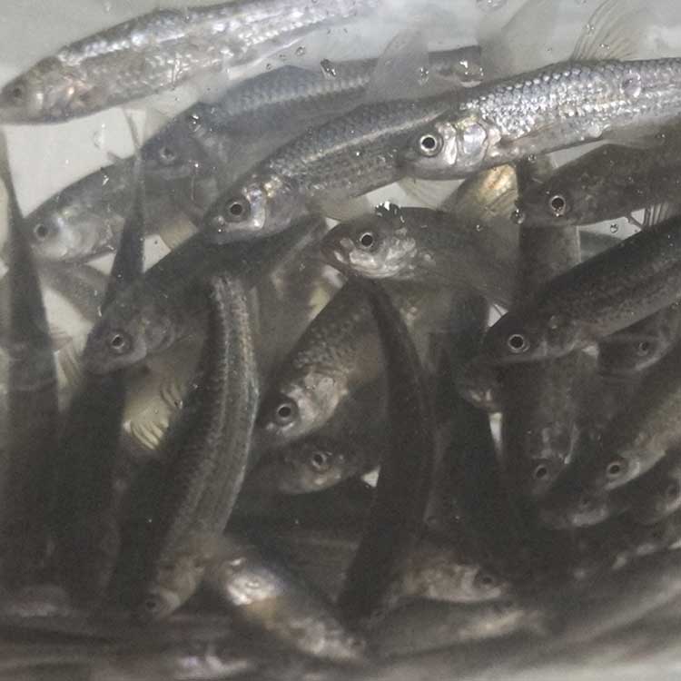 モロコ