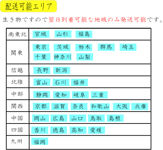 モロコ