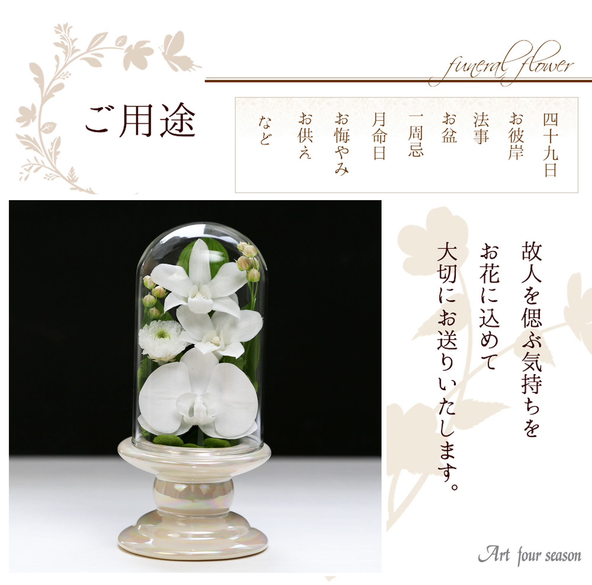 Mini胡蝶蘭