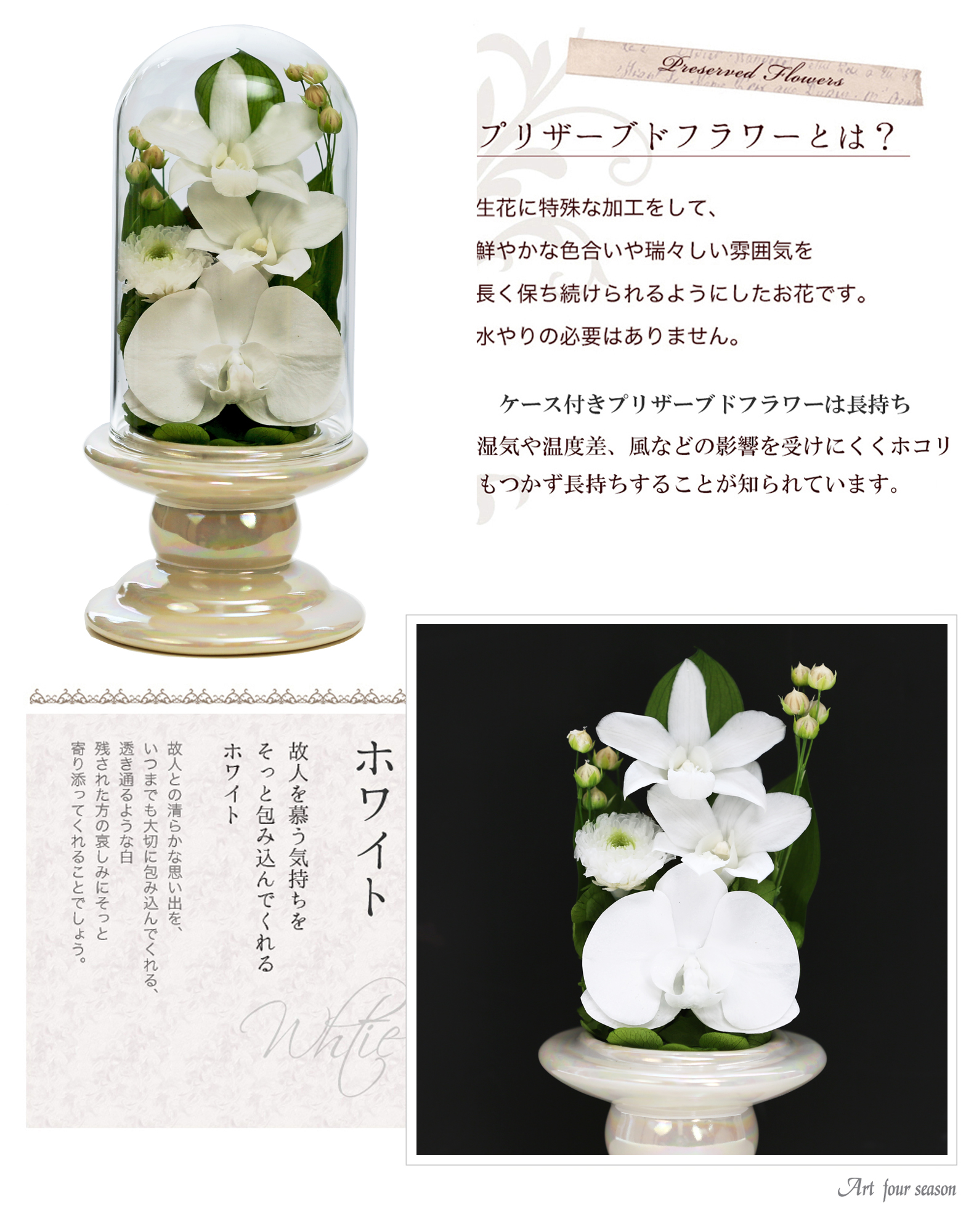 Mini胡蝶蘭