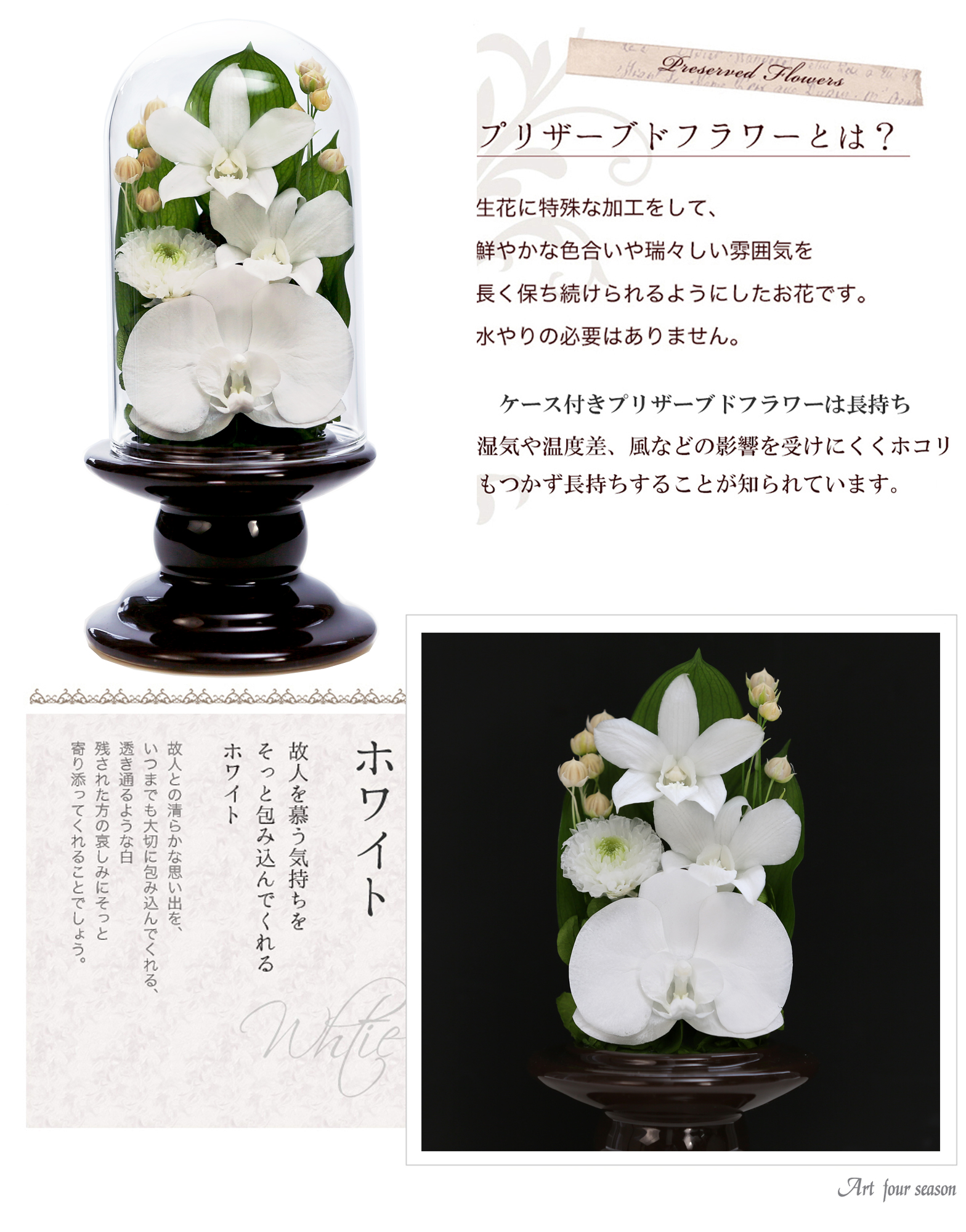 Mini胡蝶蘭