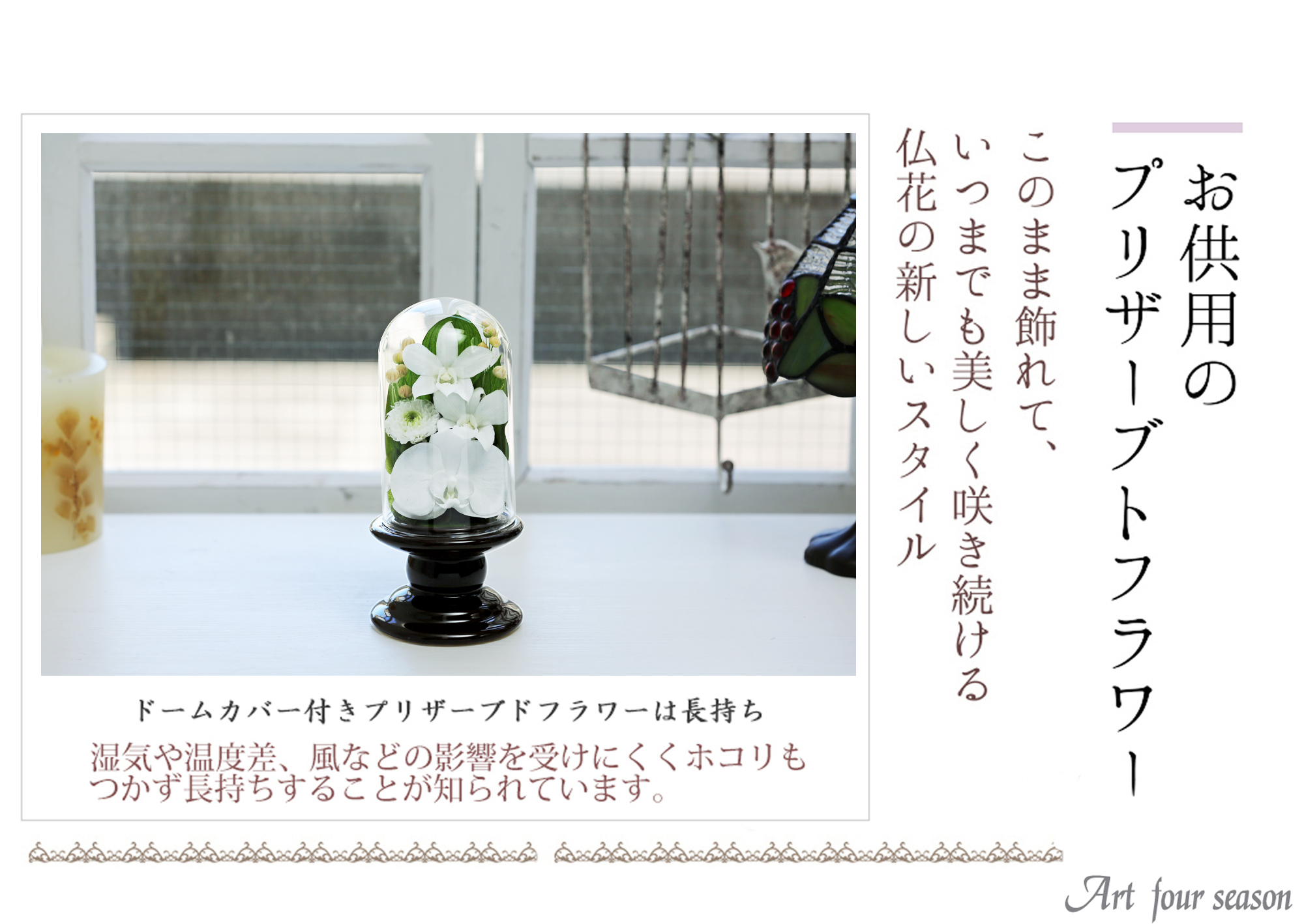 Mini胡蝶蘭