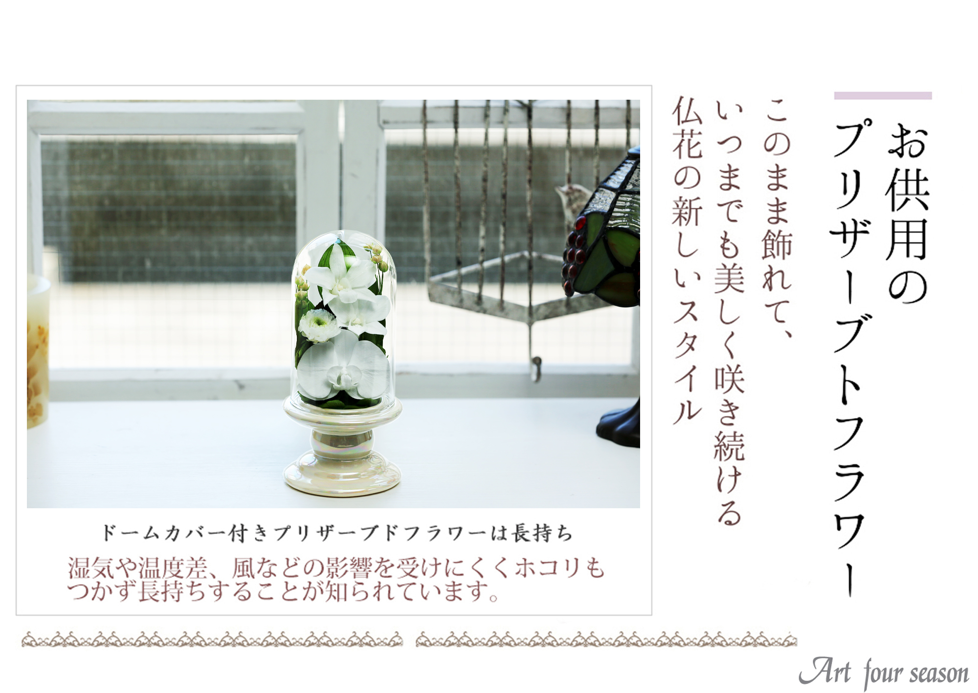 Mini胡蝶蘭