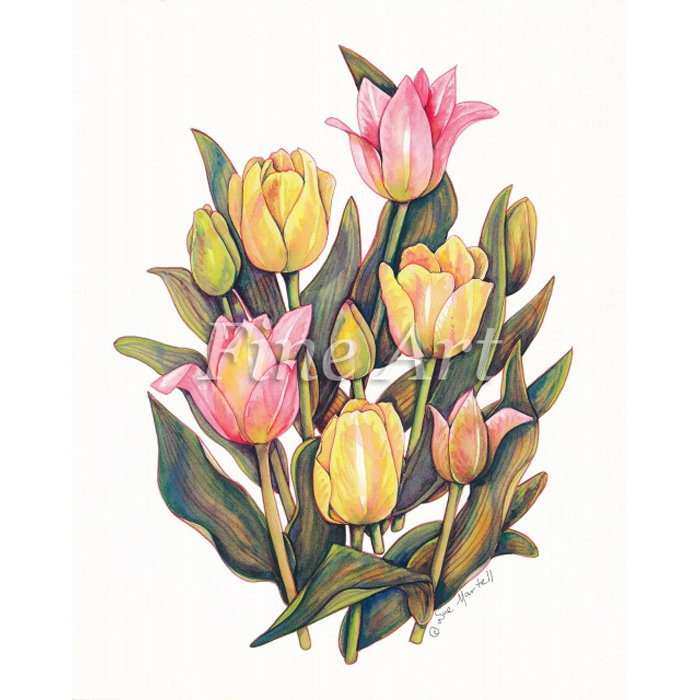 シャドープリント ミックス・チューリップ 8×10インチ FA18-076 : 手芸