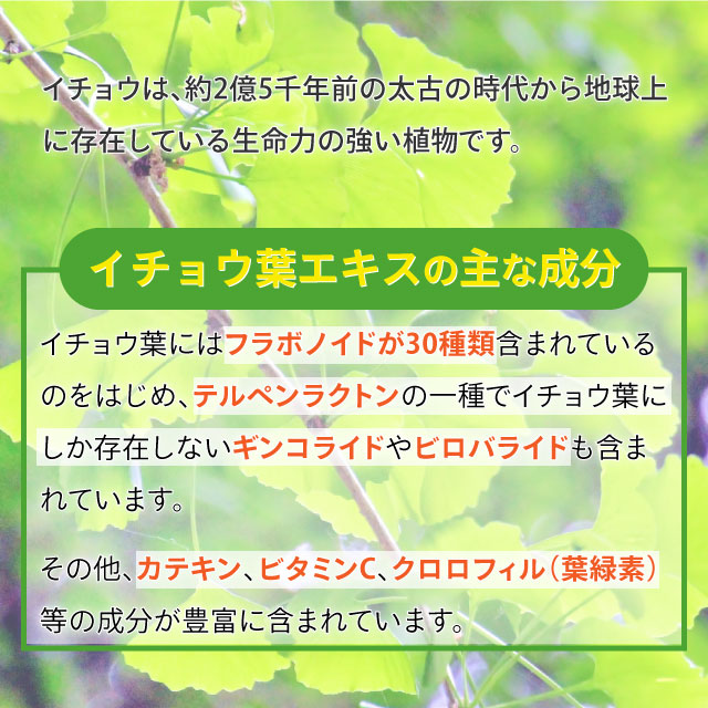 ラメール イチョウ葉エキス（90粒）国産イチョウ葉 フラボノイド テルペン｜全国送料無料｜レターパック発送｜代引不可｜ably｜03