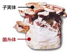 菌糸体、子実体