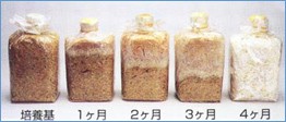 シーキンドリンク
