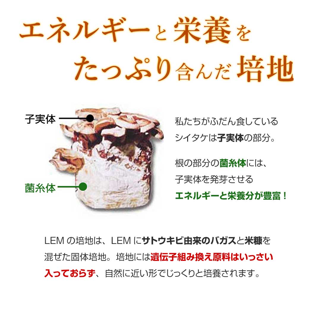LEM 椎菌細粒(乳糖入り) 3g×30包【2個セット】シーキン : lem02-2ko