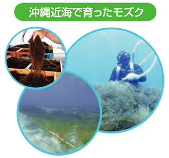 沖縄近海で育ったモズク