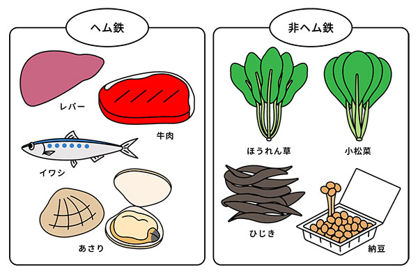 ヘム鉄・非ヘム鉄
