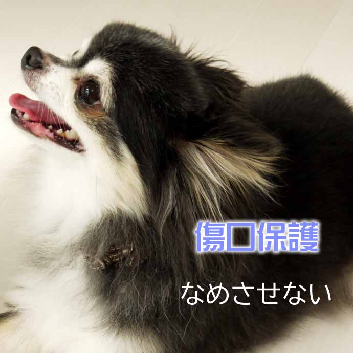 犬 猫 エリザベスカラー スイカS 首周り12〜20cm