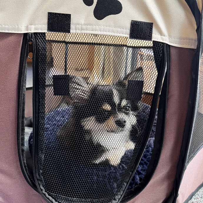 かわいいサークルキャットカラーソフトヘッドギアキャットドッグペットサークル かわいいサークルキャットカラーソフトヘッドギアキャットドッグ