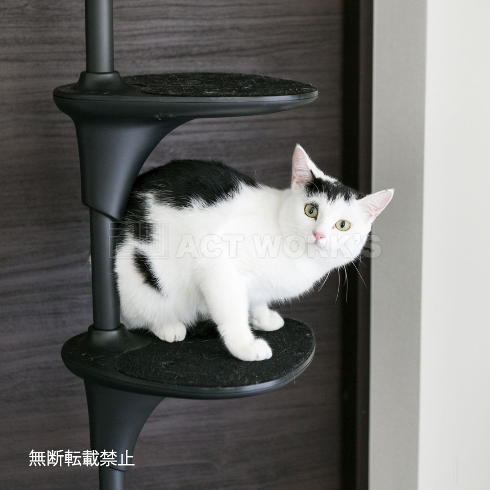 oppo キャットフォレストのおすすめ人気商品一覧 通販 - Yahoo