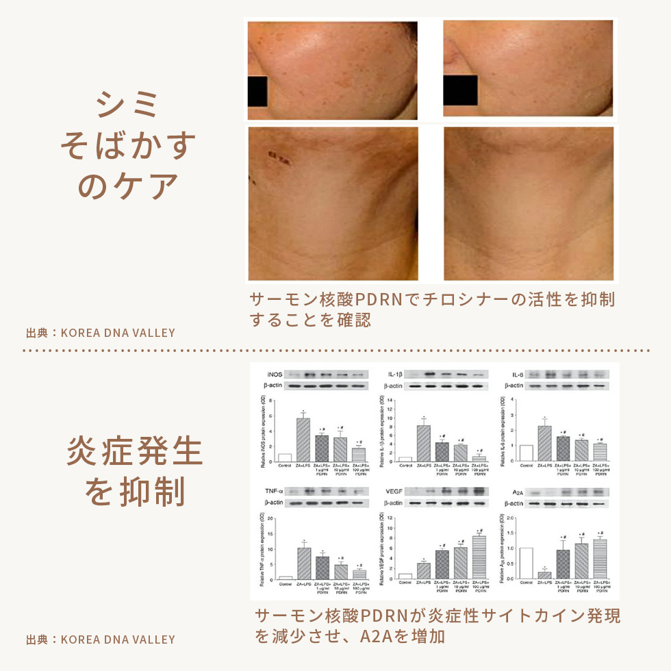 セール】【Purupa/プルパ】 ポイントパック10P入り×10袋セット
