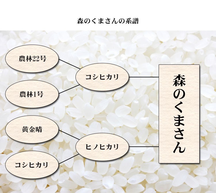 森のくまさん お米 10kg 白米 送料無料 5kg×2袋 熊本県産 令和4