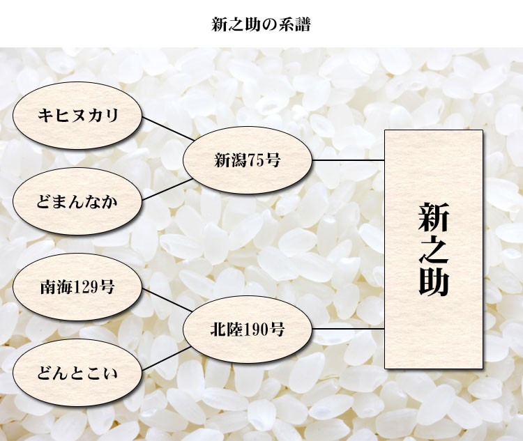 新之助の系譜