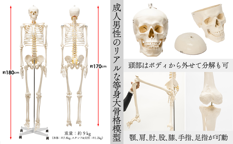 国際規格認証品】人体模型 骨格模型 骨格標本 成人男性等身大