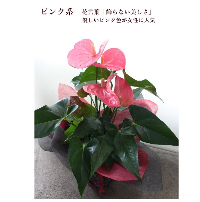 アンスリウム 5号 観葉植物 夏 プレゼント 誕生日 お祝い Kg 012 アグレアーブル花や 通販 Yahoo ショッピング