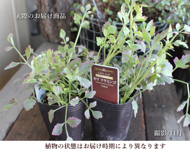 斑入りセリフラミンゴ 2 5号 7 5cmポット 花苗 宿根草 2個セット 寄せ植え ギャザリング グランドカバー Buyee Buyee Japanese Proxy Service Buy From Japan Bot Online