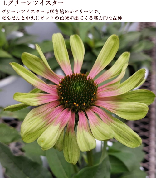 エキナセア カラフル八重咲き タキイ 流通量の少ない八重咲き種 耐寒性 多年草 8種 9cmポリポット Na 028 アグレアーブル花や 通販 Yahoo ショッピング