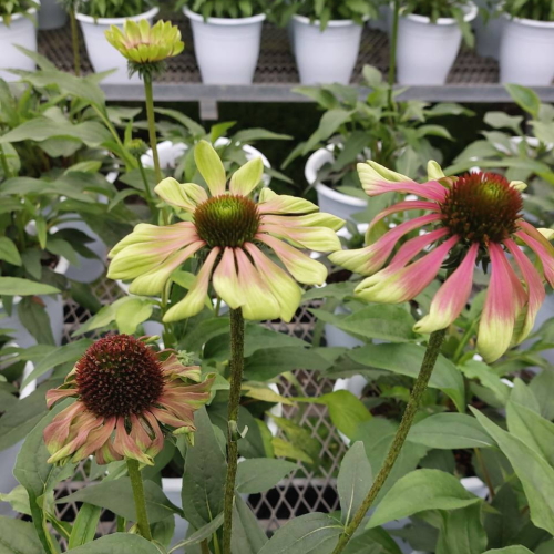 エキナセア カラフル八重咲き タキイ 流通量の少ない八重咲き種 耐寒性 多年草 8種 9cmポリポット Na 028 アグレアーブル花や 通販 Yahoo ショッピング