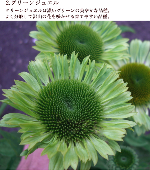 エキナセア カラフル八重咲き タキイ 流通量の少ない八重咲き種 耐寒性 多年草 8種 9cmポリポット Na 028 アグレアーブル花や 通販 Yahoo ショッピング