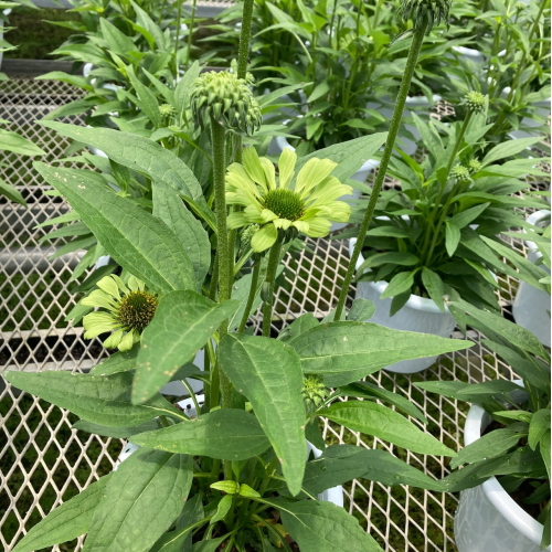 エキナセア カラフル八重咲き タキイ 流通量の少ない八重咲き種 耐寒性 多年草 8種 9cmポリポット Na 028 アグレアーブル花や 通販 Yahoo ショッピング