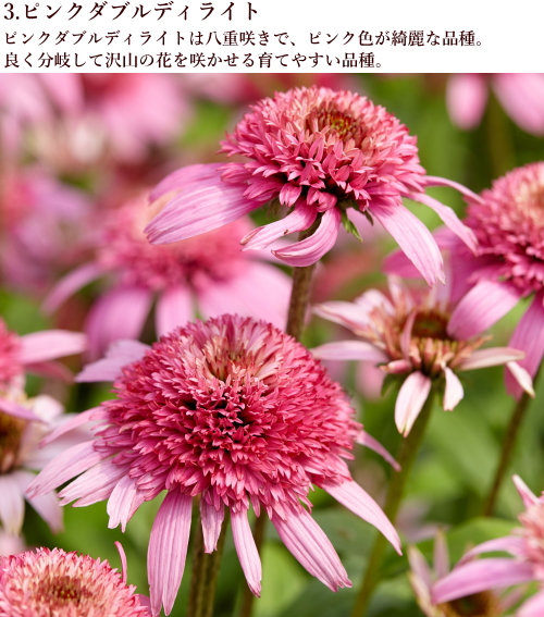 エキナセア カラフル八重咲き タキイ 流通量の少ない八重咲き種 耐寒性 多年草 8種 9cmポリポット Na 028 アグレアーブル花や 通販 Yahoo ショッピング