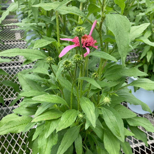 エキナセア カラフル八重咲き タキイ 流通量の少ない八重咲き種 耐寒性 多年草 8種 9cmポリポット Na 028 アグレアーブル花や 通販 Yahoo ショッピング