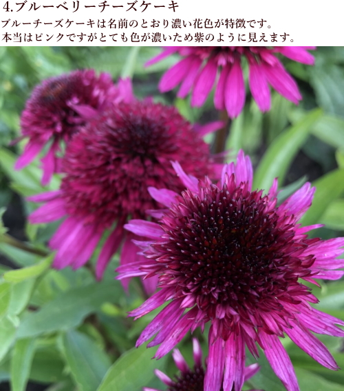 エキナセア カラフル八重咲き タキイ 流通量の少ない八重咲き種 耐寒性 多年草 8種 9cmポリポット Na 028 アグレアーブル花や 通販 Yahoo ショッピング