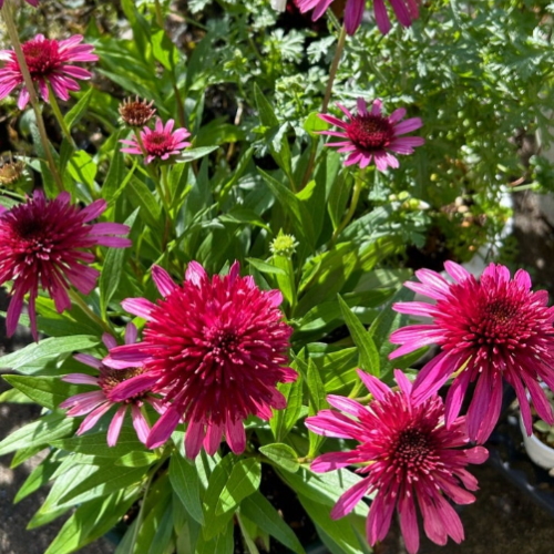 エキナセア カラフル八重咲き タキイ 流通量の少ない八重咲き種 耐寒性 多年草 8種 9cmポリポット Na 028 アグレアーブル花や 通販 Yahoo ショッピング