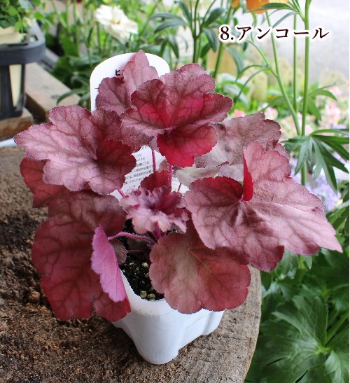 Xcbsnoahn3wyym Xcbsnoahn3wyym