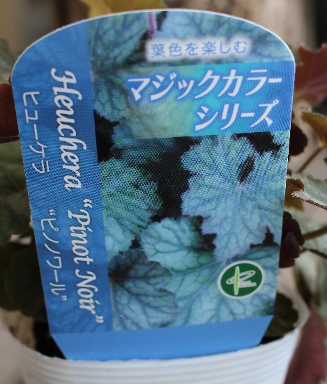 ヒューケラ border=