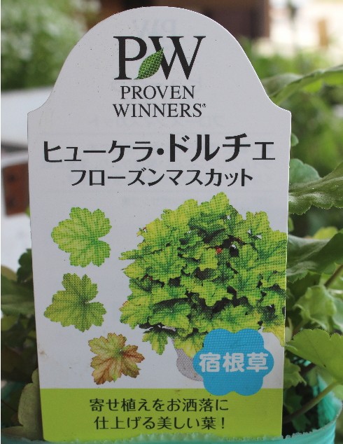 ヒューケラ border=