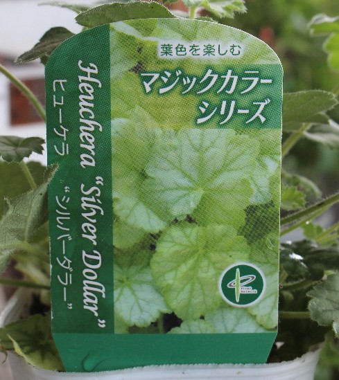 ヒューケラ border=