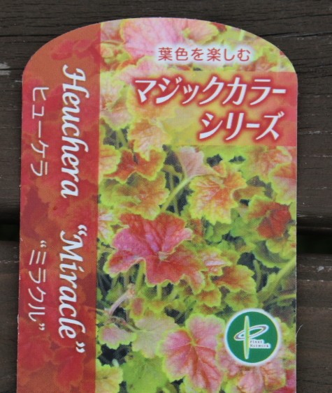 ヒューケラ border=
