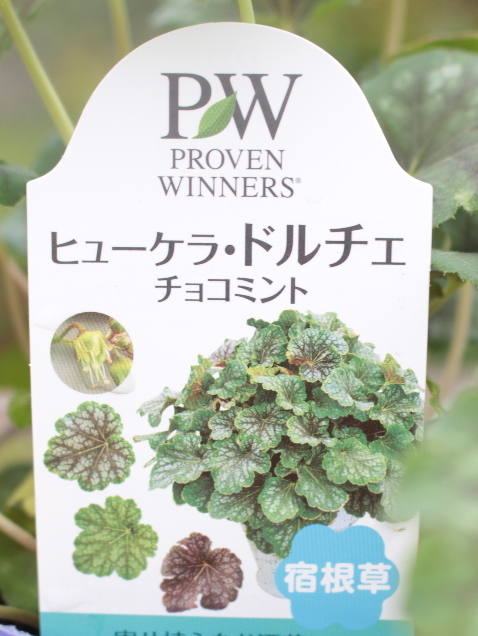 ヒューケラ border=
