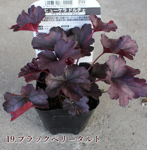 ヒューケラ 宿根草 お洒落なカラーリーフ 寄せ植え 3 3 5号 苗 常緑多年草 花壇 シェードガーデン Na 108 アグレアーブル花や 通販 Yahoo ショッピング ヒューケラ 宿根草 お洒落なカラーリーフ 寄せ植え 3 3 5号 苗 常緑多年草 花壇 シェードガーデン Na 108 アグレアーブル花や 通販 Yahoo ショッピング